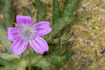 Longstalk cranesbill